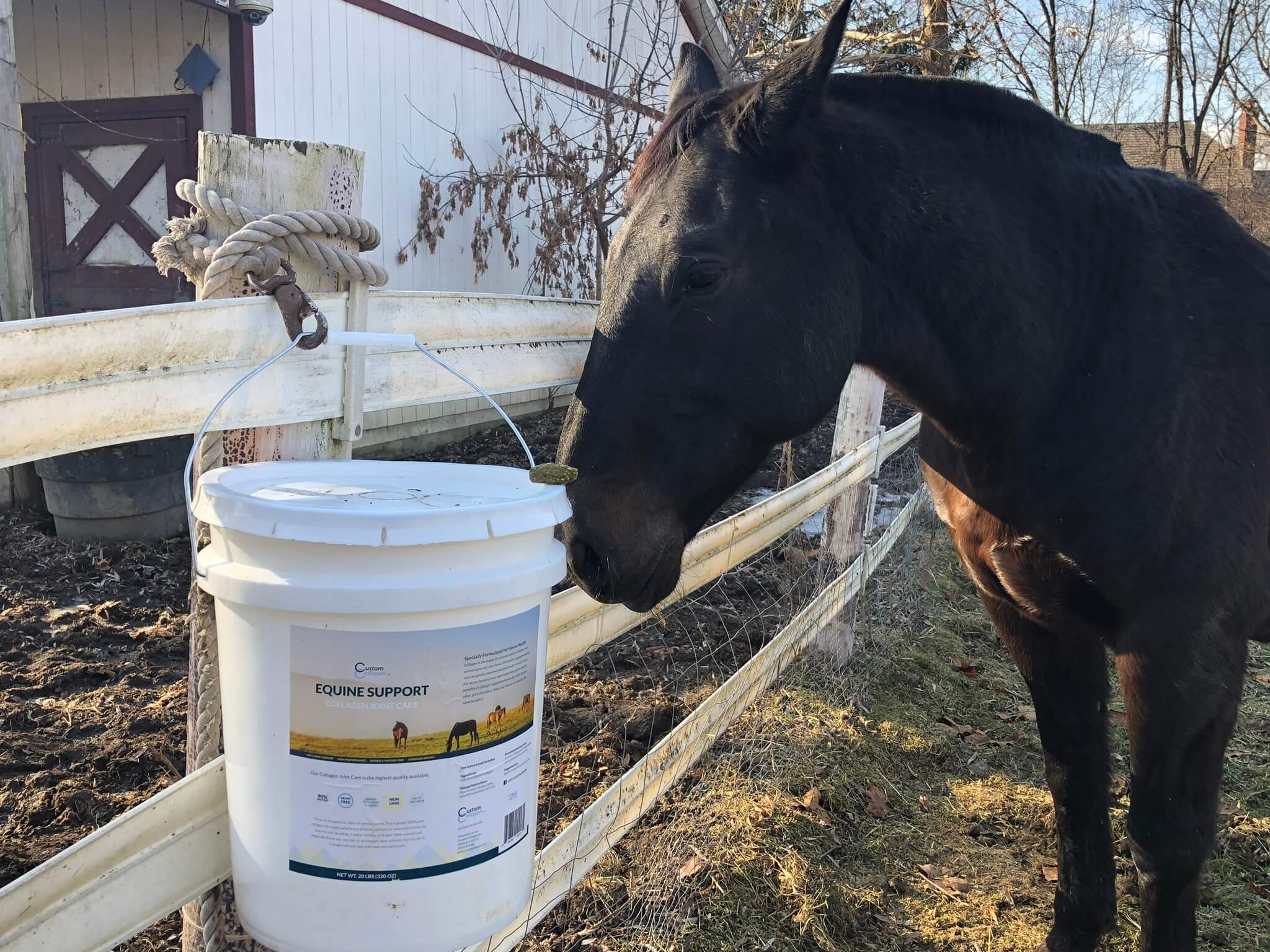 Biotin for Horses Order an Equine Support Gelatin & Biotin Supplement for Horses Online